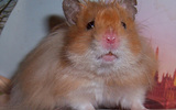 Hamster