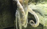 450px-oktopus-orakel_paul_1_