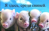 Miniaturepigsforsale2