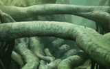 Sylvari8_blog_header1