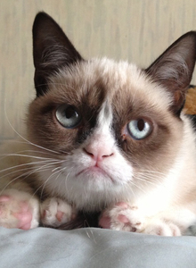 Reddit-grumpy-cat-2